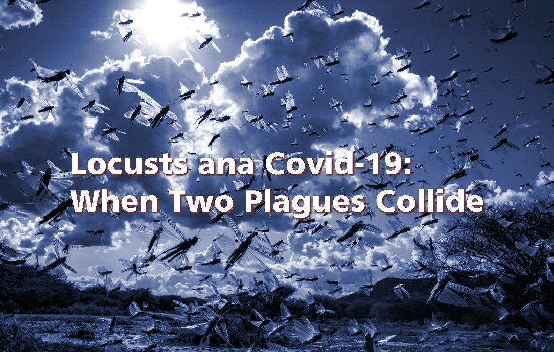 You are currently viewing Locusts and Covid -19 : when two plagues collide